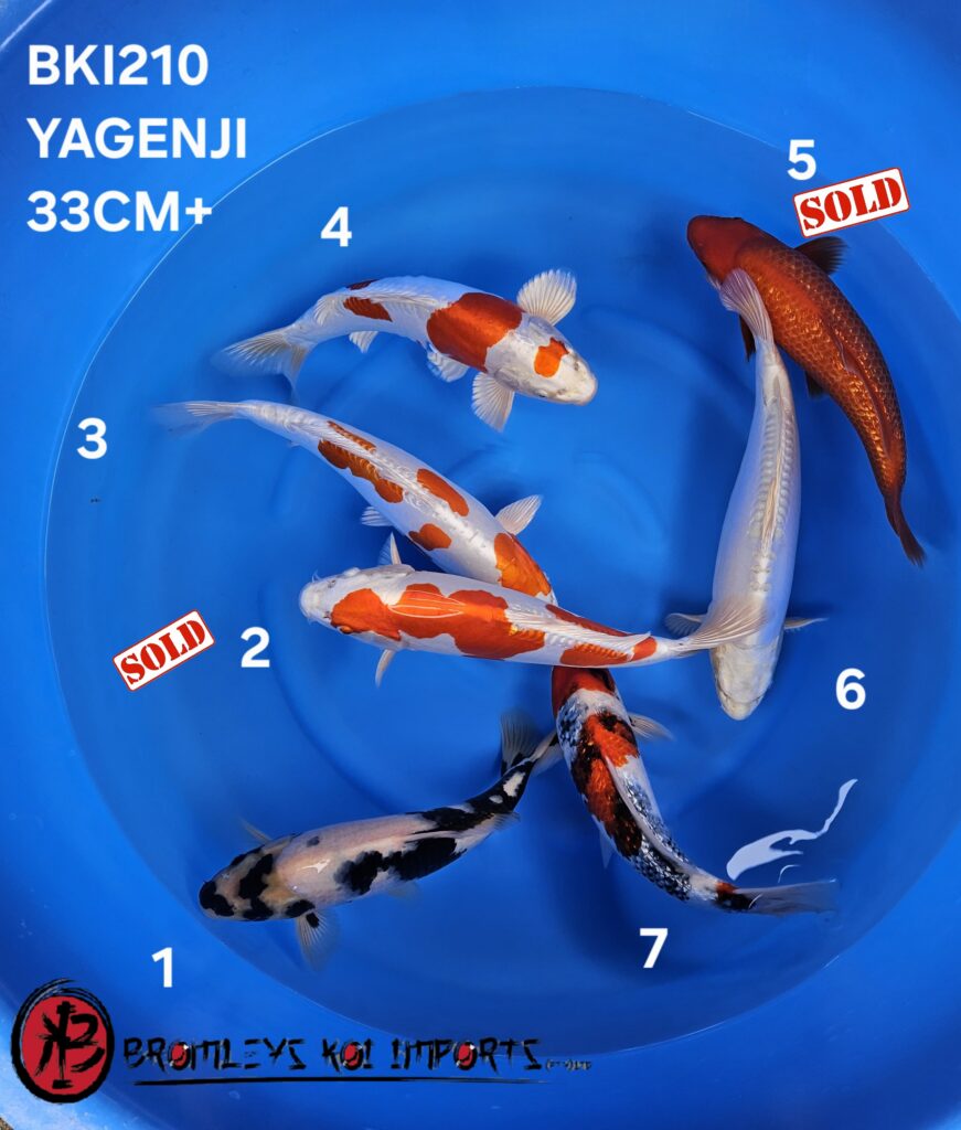 SHIRO, KIKUSUI, BENIGOI, GINRIN SHOWA