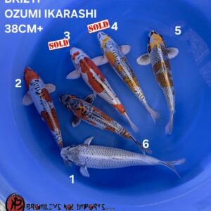 KIKOKURYU MIX