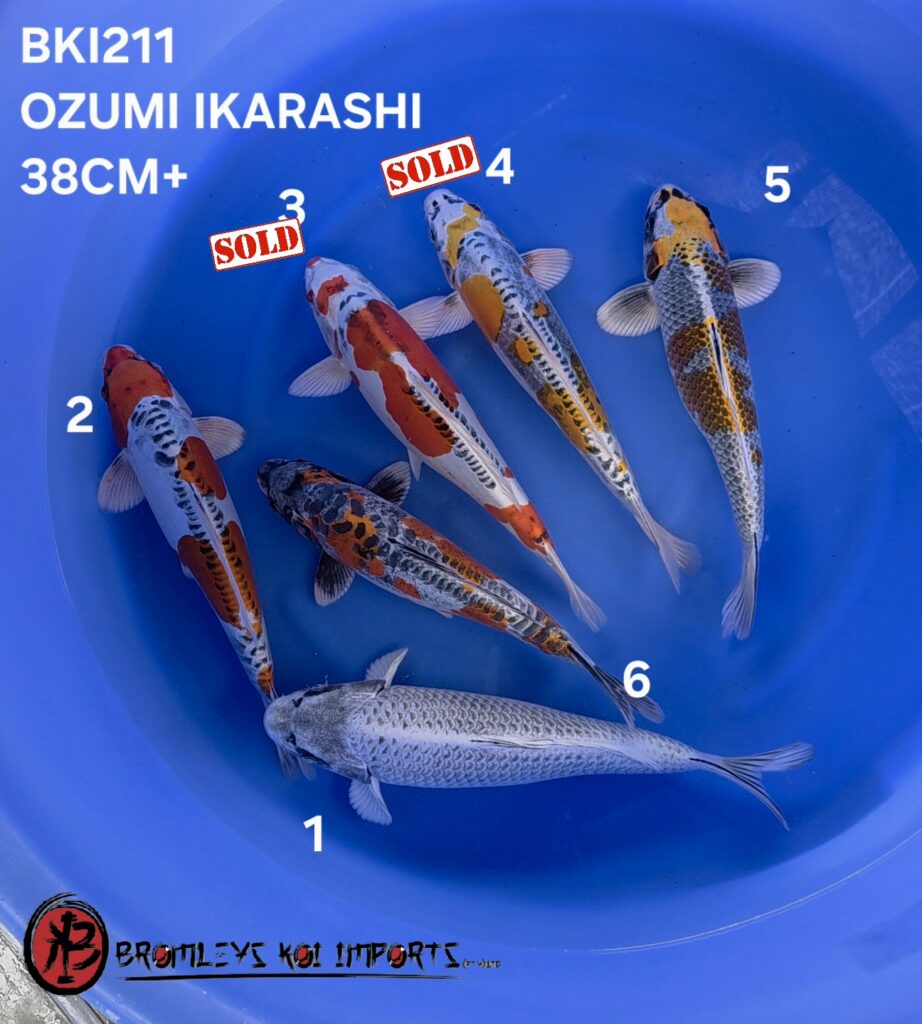 KIKOKURYU MIX