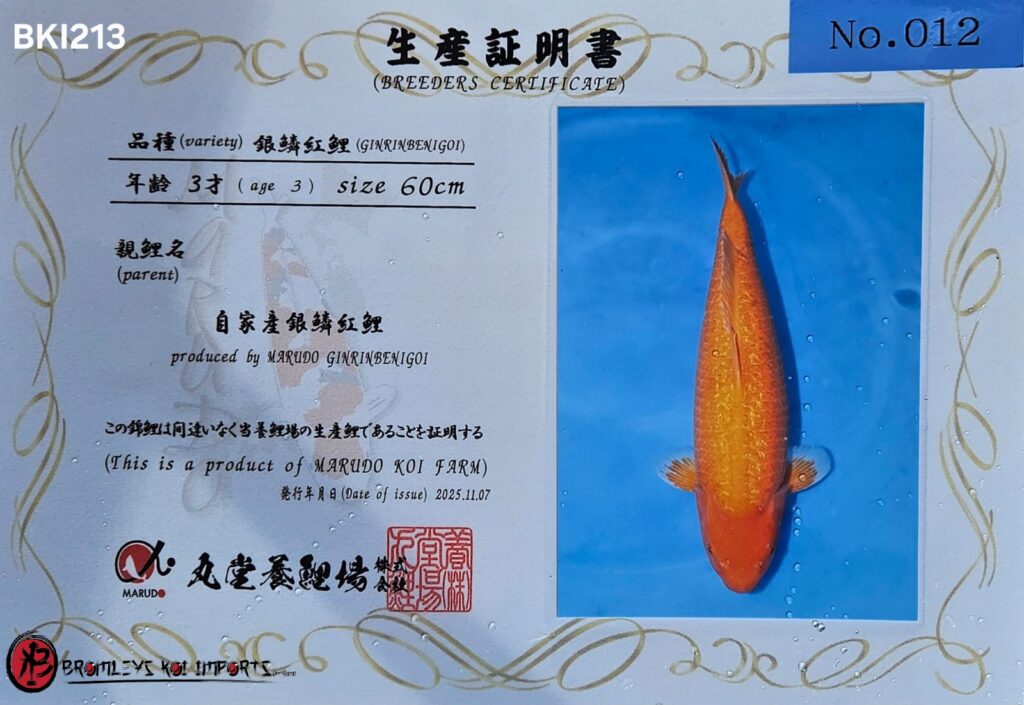 GINRIN BENIGOI