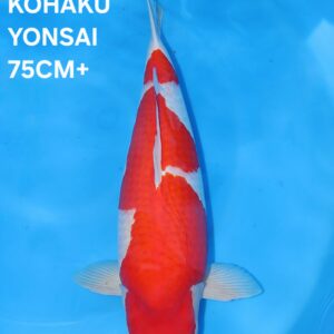 KOHAKU - AZUKARI