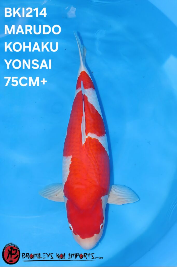 KOHAKU - AZUKARI