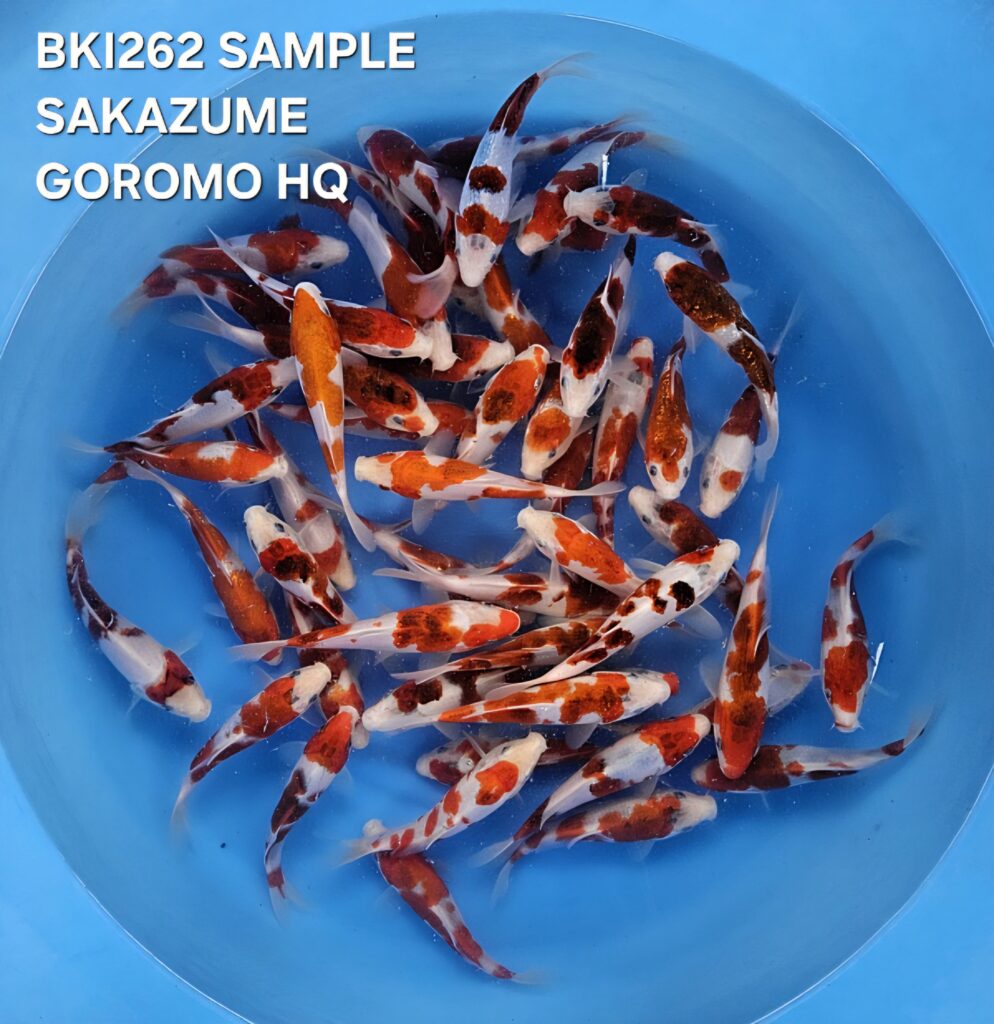 KOROMO HQ