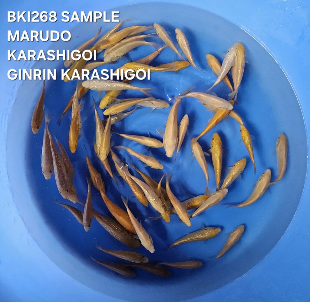 KARASHIGOI - GINRIN KARASHIGOI