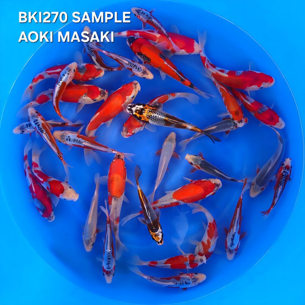 SHUSUI, KUJAKU, KOHAKU, GOSHIKI, ASAGI