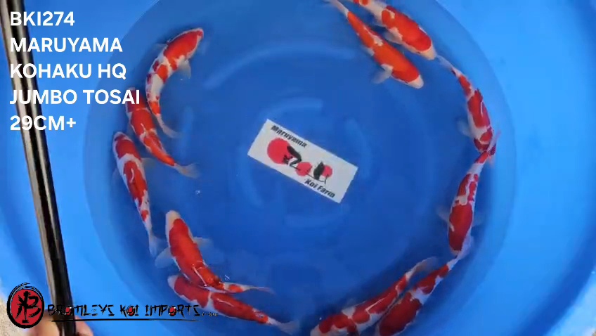 KOHAKU - JUMBO TOSAI - TATESHITA